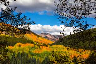 Aspen forest on Ohio Pass-2059 Aspen forest on Ohio Pass-2059